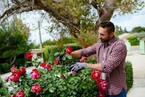 Professional lawn mowing service in Bayswater