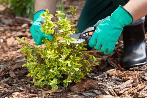 Team providing comprehensive lawn care