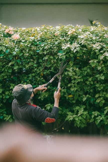 A gardener using a long-reach pruning tool to trim dense, flowering bushes along a garden wall. The shrubbery features a mix of green leaves and clusters of pink and purple blooms, indicating active g