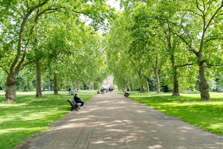 A scenic pathway in a lush, green park with evenly spaced mature trees lining both sides, their branches forming a canopy overhead that filters sunlight and creates dappled shadows on the gravel walkw